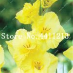 50 Sword Lily Bonsai Seeds - 4