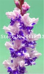 Perennial Gladiolus Bonsai Seeds - 6