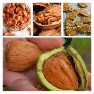 Organic Fruit Tree Nut Seeds 100p - 6