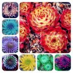 100 Pcs Sempervivum Succulents Seeds - 1