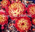 100 Pcs Sempervivum Succulents Seeds - 4
