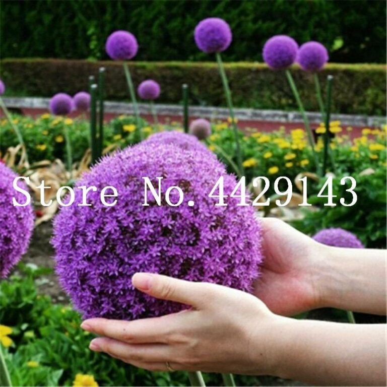 100 Giant Allium Seeds Bulk Pack Free Shipping Up to
