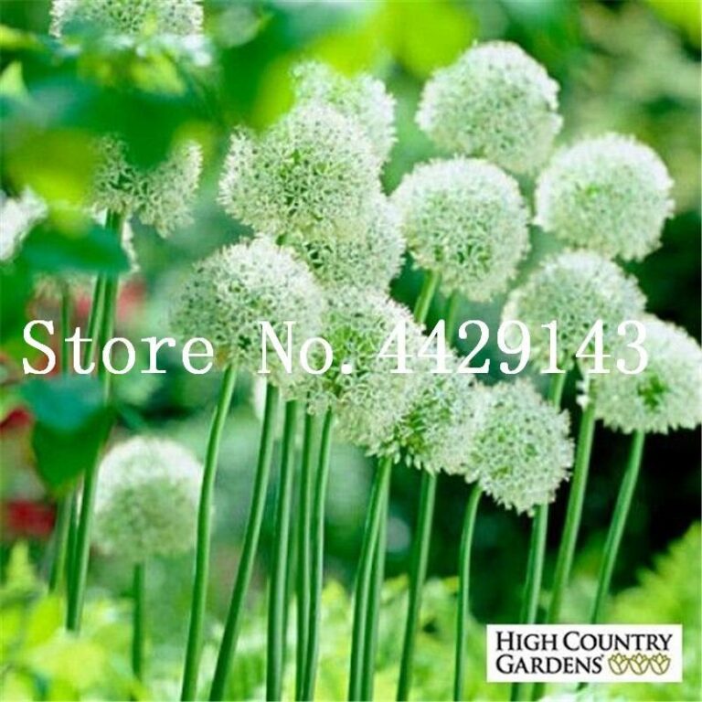 100 Giant Allium Seeds Bulk Pack Free Shipping Up to