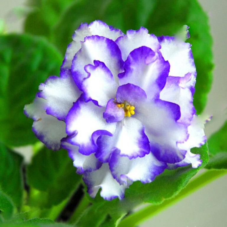 African Violet Seeds 24 Colors 200pcs Free Shipping Up