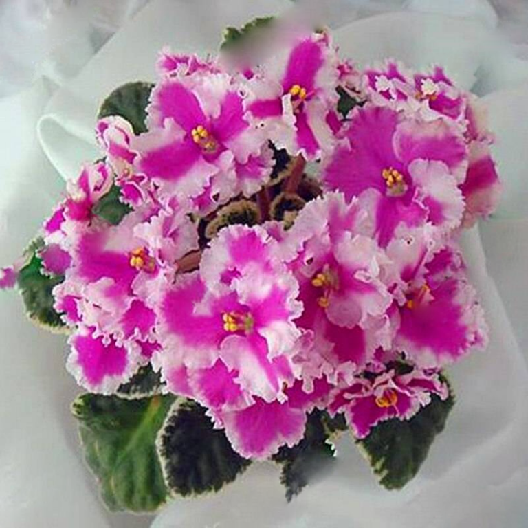 African Violet Seeds 24 Colors 200pcs Free Shipping Up