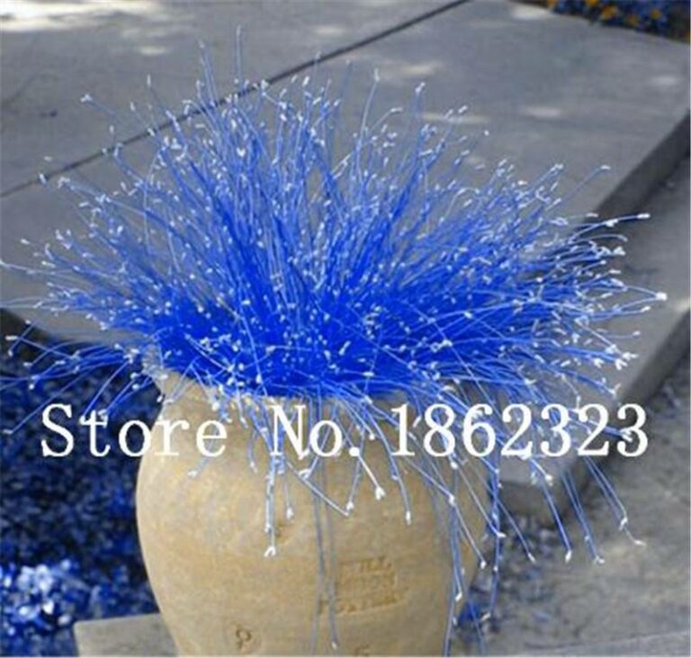 200 Pcs Blue Fescue Grass Seeds Free Shipping Up to 70 OFF