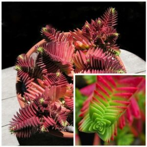 100Pcs Red Pagoda Succulent Cactus Seeds - 1