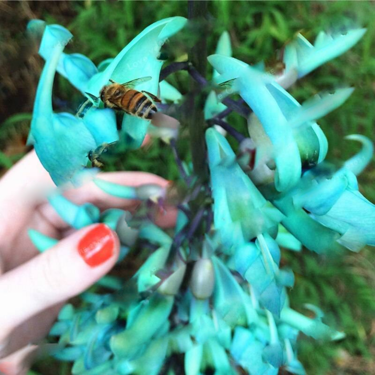 10PCS Blue Jade Vine Seeds Free Shipping Up to 70 OFF