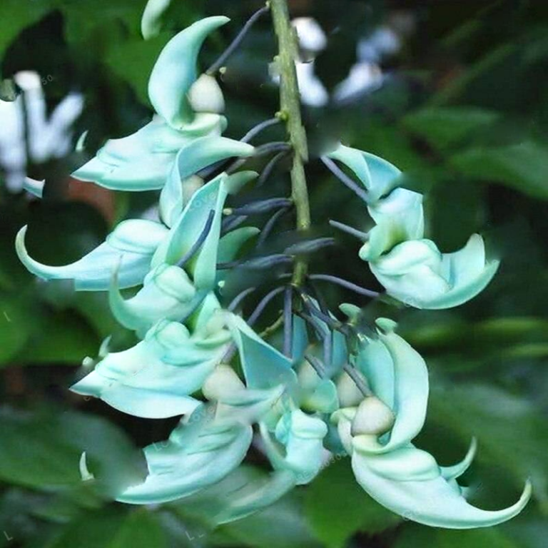 10PCS Blue Jade Vine Seeds Free Shipping Up to 70 OFF