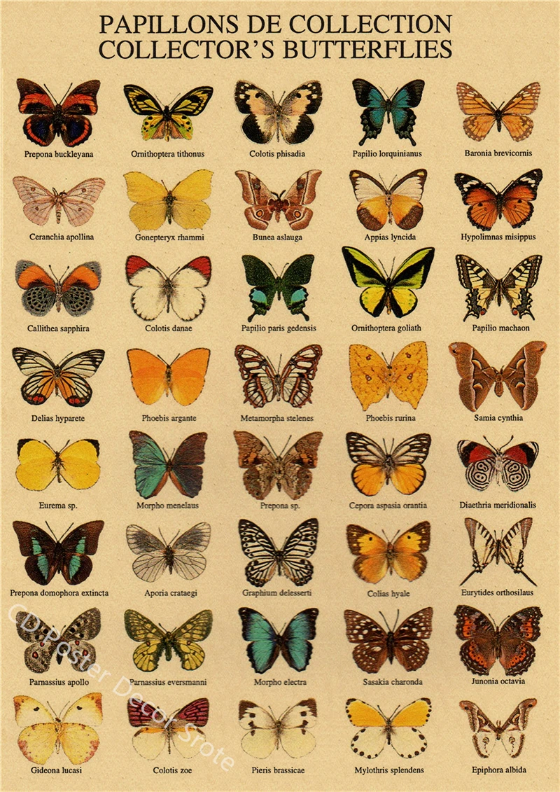Vintage Botanical Poster Retro Aesthetic Kraft Paper Art Featuring Butterflies Birds Flowers - 24